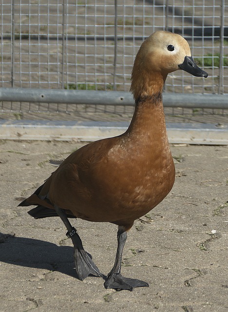 三大主力缺
