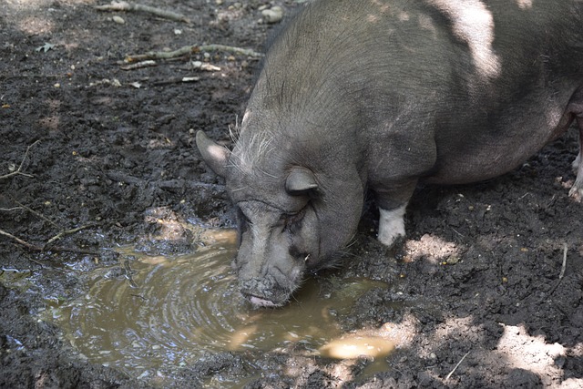 龙队的表现 龙队的表现